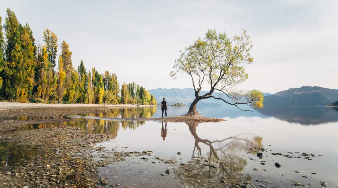Wanaka Tree